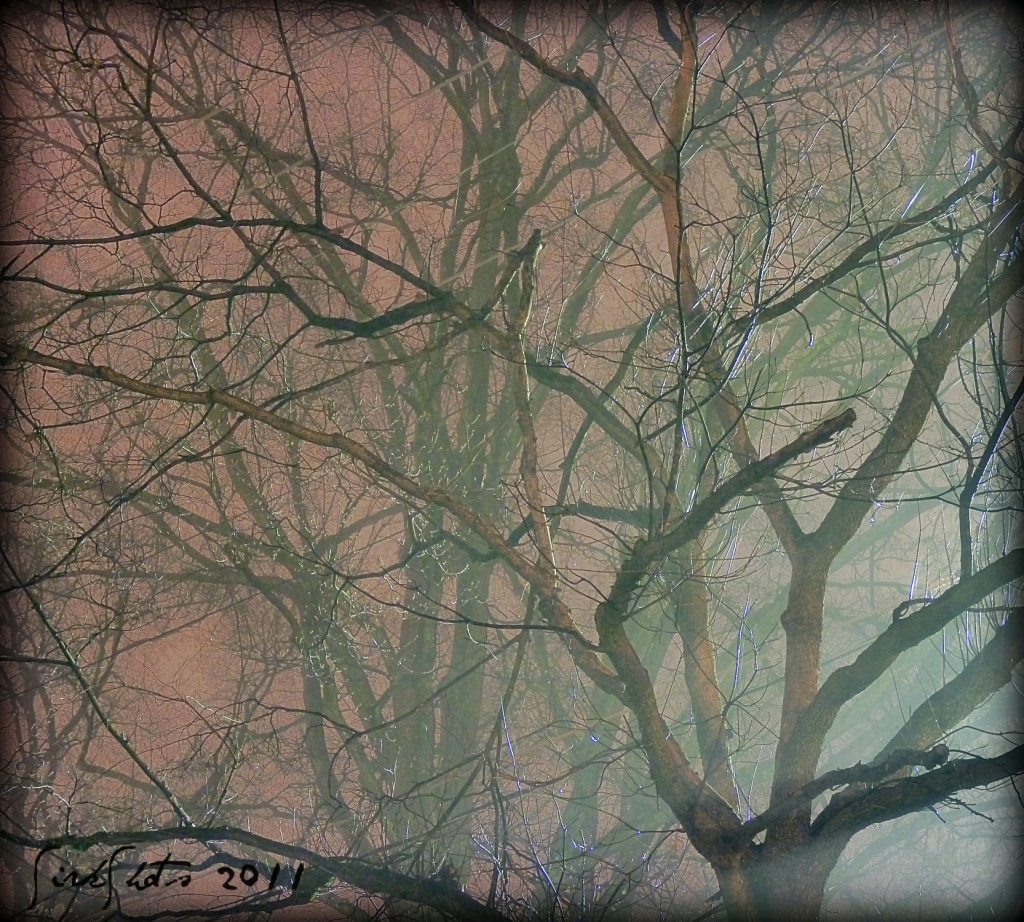 A Foggy Morning by peggysirk