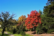 23rd Oct 2021 - Fall Colors