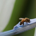 Busy Bee. by lisasavill