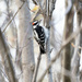 Downy Woodpecker by fayefaye