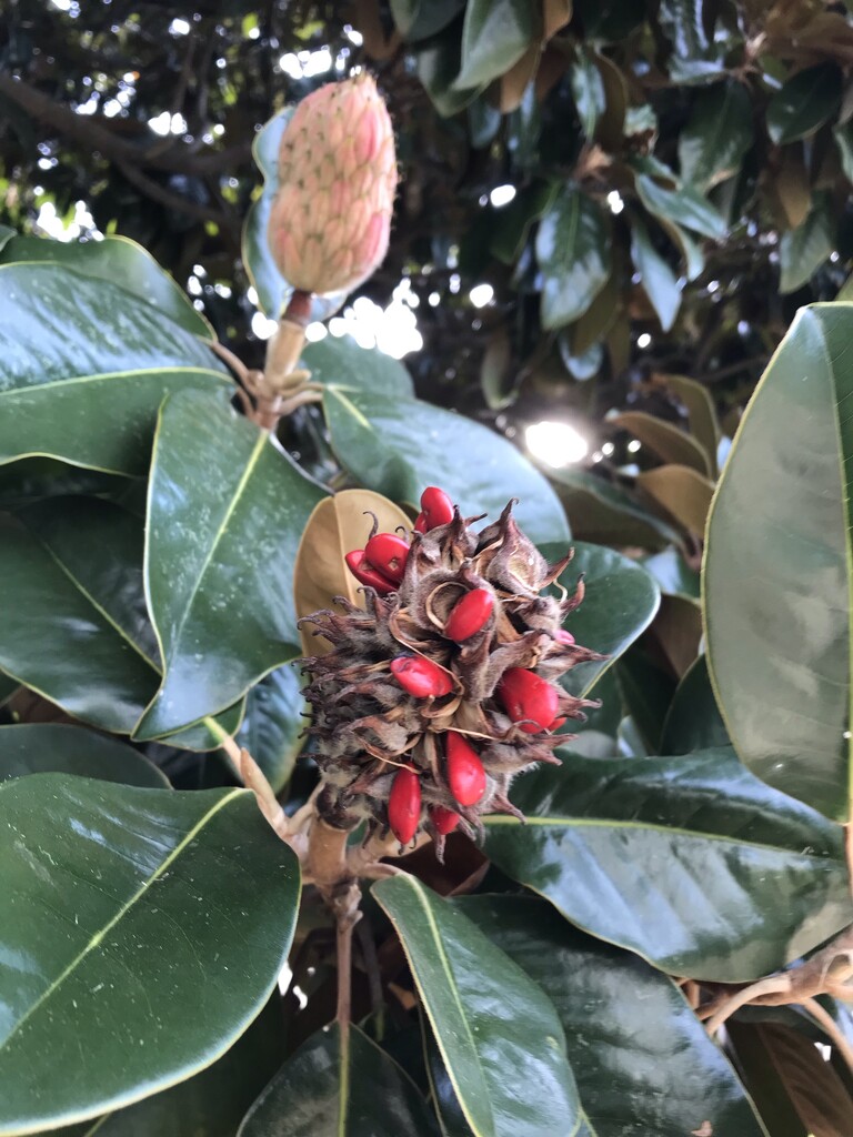 Magnolia Berries? by gratitudeyear