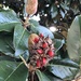 Magnolia Berries? by gratitudeyear