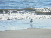 23rd Oct 2021 - Seagull In Front of Waves