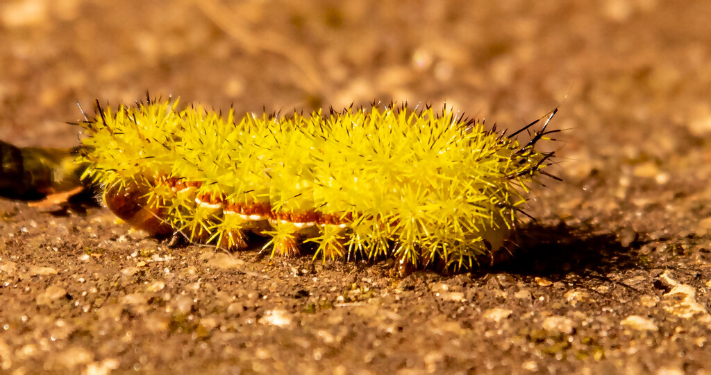 IO Moth Caterpillar! by rickster549