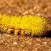 IO Moth Caterpillar! by rickster549