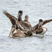 Pelicans by nicoleweg