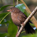 Female Blackbird by yorkshirekiwi
