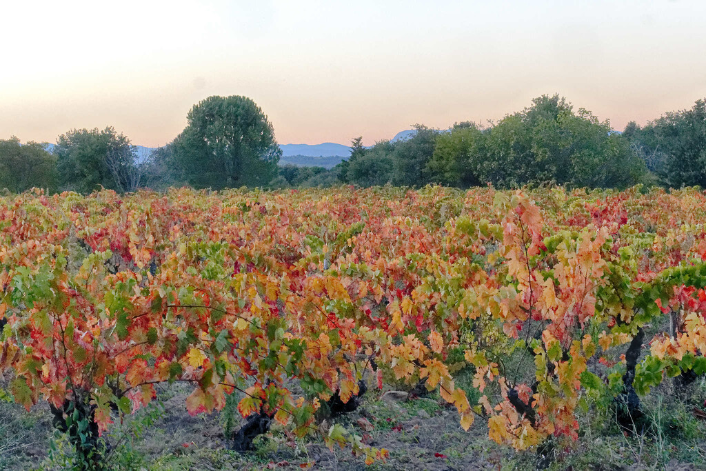 The vineyard, chemin de la Boutade by laroque
