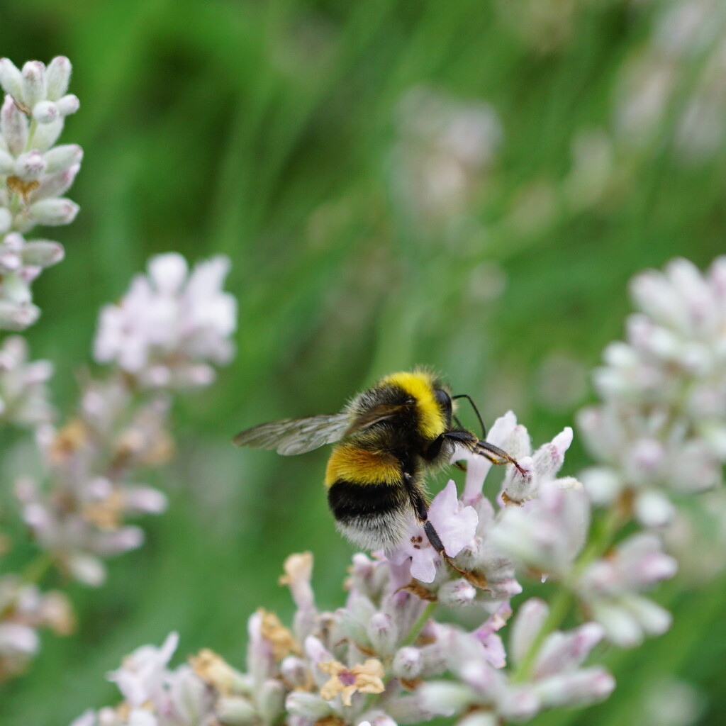 bee on white lavender by quietpurplehaze