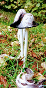 24th Oct 2021 - Autumn..  Fungi