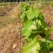 Vineyard by salza