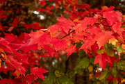 14th Oct 2021 - Red Maple