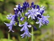 23rd Oct 2021 - A Very Late Agapanthus Flower