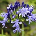 A Very Late Agapanthus Flower by susiemc