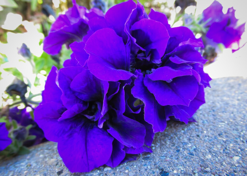 Purple flower by mittens
