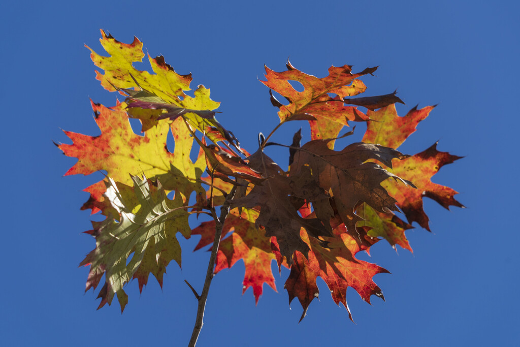 Fall Leaves by kvphoto