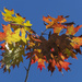 Fall Leaves by kvphoto