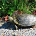 Lost Turtle by seattlite