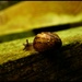 At a snail's pace by ajisaac