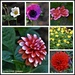 Flowers from my garden  by rosiekind
