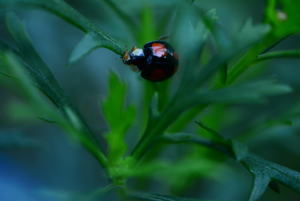 Ladybird........ by ziggy77