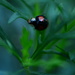 Ladybird........ by ziggy77