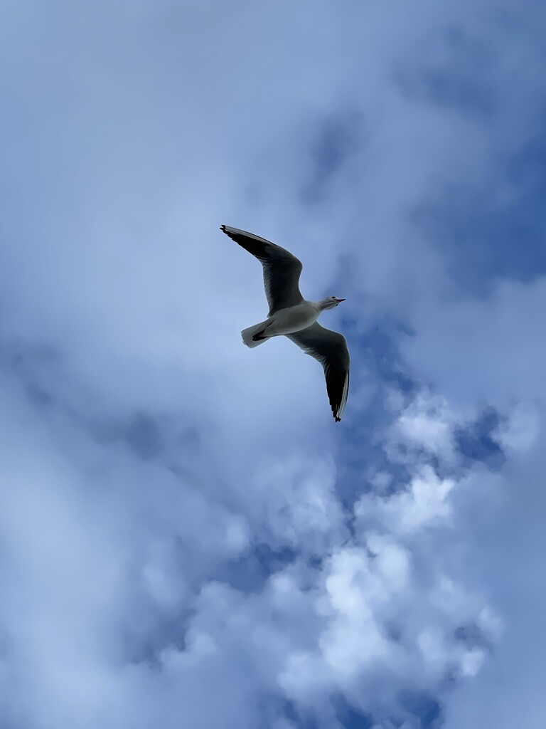 Seagull in flight by bill_gk