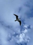 24th Oct 2021 - Seagull in flight