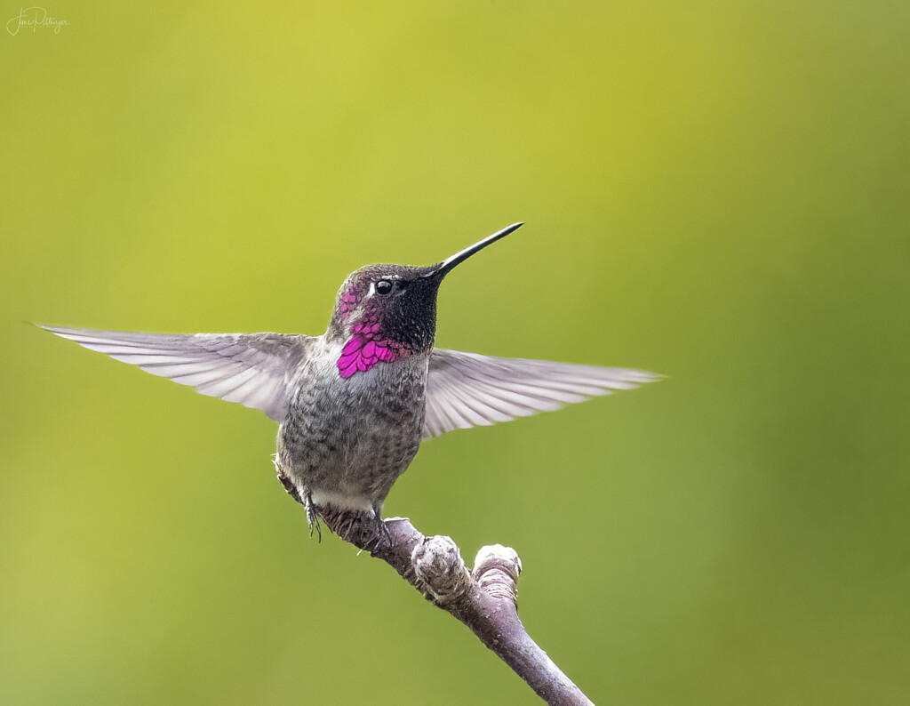 Hummer About to Take Off  by jgpittenger