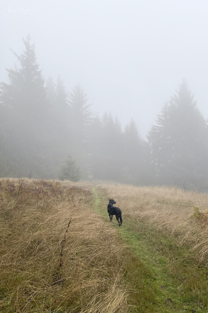 Hiking in the Fog by jgpittenger
