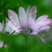 African daisies........ by ziggy77