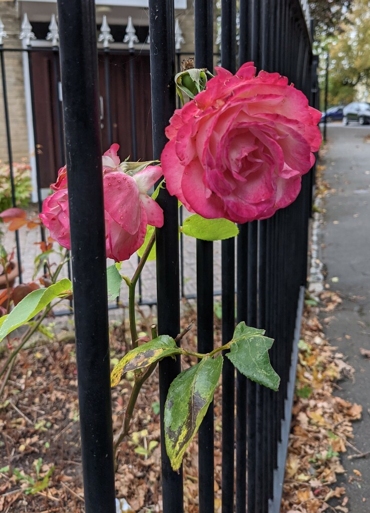 The last rose... escaping through the metal railings by yorkshirelady