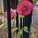 The last rose... escaping through the metal railings by yorkshirelady