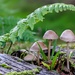Mushroom Portrait