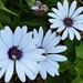  More Pretty Daisies   by happysnaps