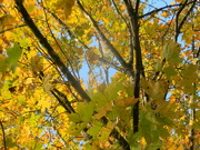 24th Oct 2021 - Looking Up at Maple Tree