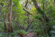 24th Oct 2021 - Tararua Forest Park