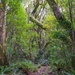 Tararua Forest Park by yaorenliu