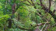 23rd Oct 2021 - Tararua Forest Park