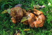 24th Oct 2021 - Fall = toadstool time.
