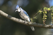 24th Oct 2021 - Young Blue Jay