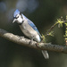 Young Blue Jay by fayefaye