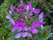 10th Oct 2021 - Cleome
