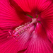 Hibiscus by jbritt