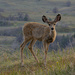 Mule Deer Fawn by cwbill
