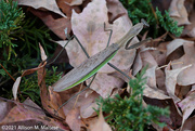 24th Oct 2021 - Praying Mantis