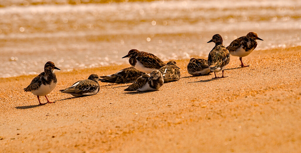 Birds on the Beach! by rickster549