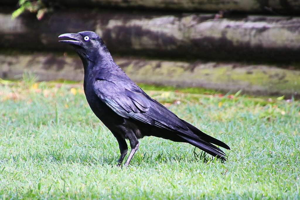 Torresian Crow by terryliv