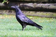 24th Oct 2021 - Torresian Crow