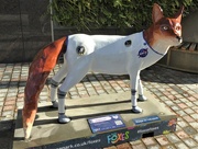 19th Oct 2021 - Fosse Park Foxes 10 Vulpecula